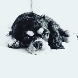 Meet your Posher, Kaylah